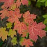 D700 White Balance & Exposure Tests